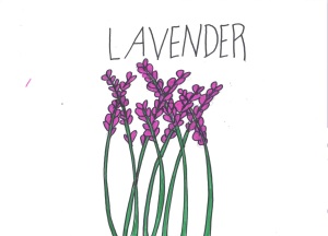 sam-lavender